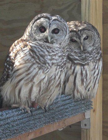 Leslie Science and Nature Center